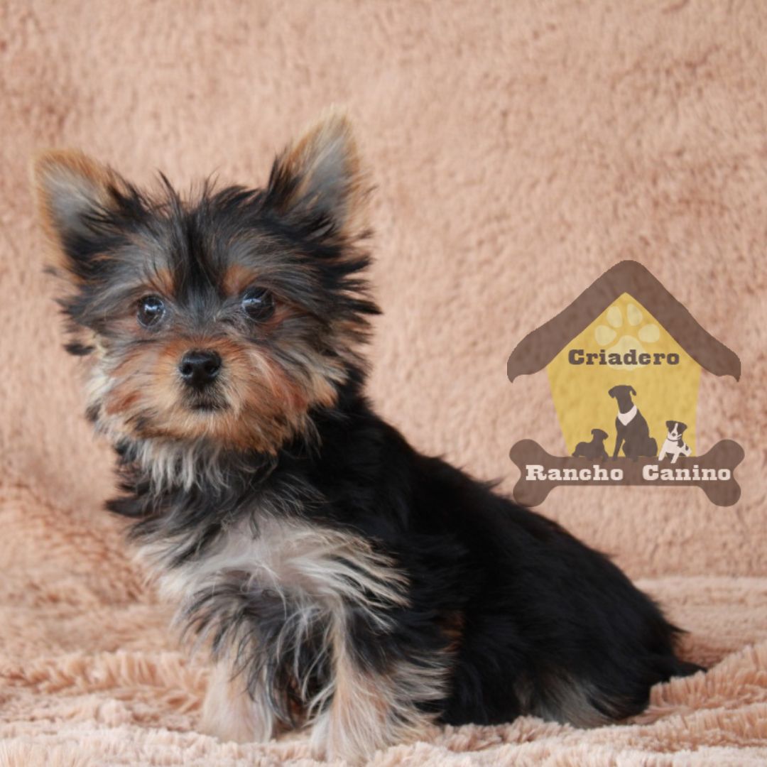 Cachorros en venta Bogotá